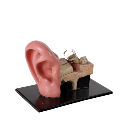 Modelo anatómico de la oreja.