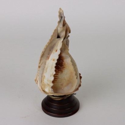 Ancient Lamp Shell Italy \'900 Engraved Wood non Contemporary