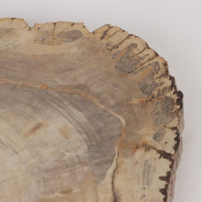 Fossile Holzplatte