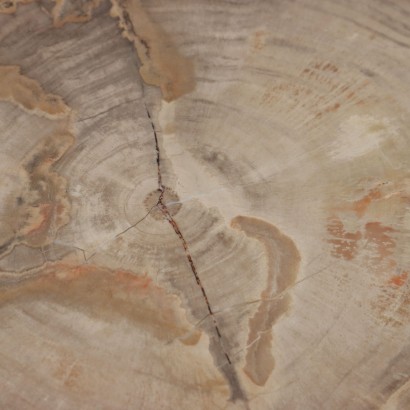Losa de madera fósil