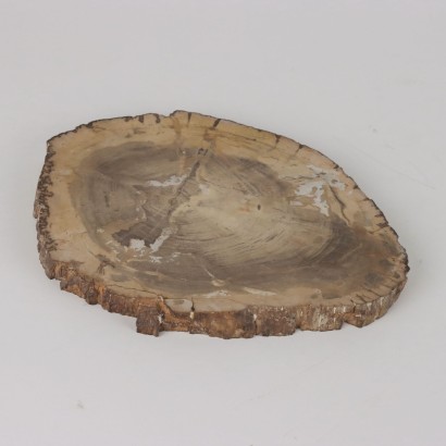 Fossil Wood Slab