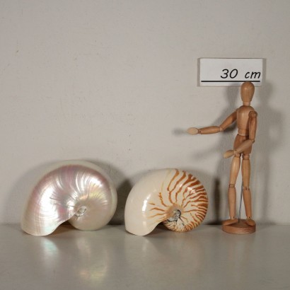 Pair of shells